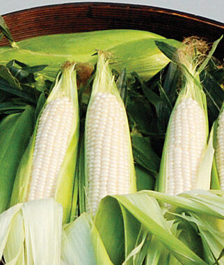Corn, Amaize Hybrid - Plants Seeds