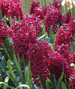 Hyacinth Hollyhock