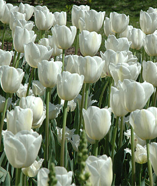 Tulip, Maureen - Plants Seeds