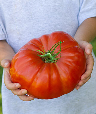 Tomato, SteakHouse Hybrid - Plants Seeds