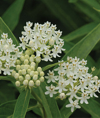 Asclepias incarnata Ice Ballet