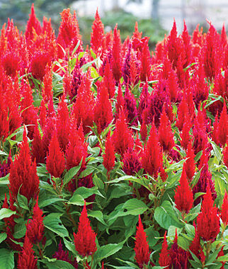 Celosia Arrabona Red