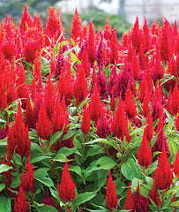 Celosia, Arrabona Red - Plants Seeds