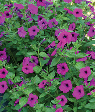 Petunia, Tickled Pink Hybrid - Plants Seeds