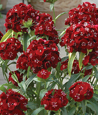 Dianthus, Sweet Black Cherry Hybrid - Plants Seeds