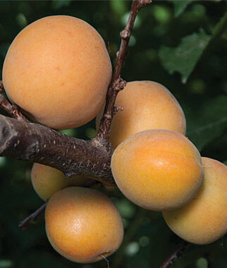 Apricot Canadian White Blenheim