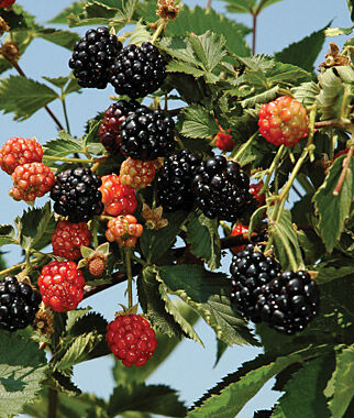 Blackberry, Ouachita - Seedsplant