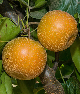 Pear Asian Hosui