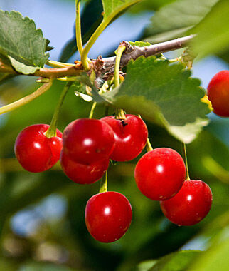 Cherry Sour Montmorency