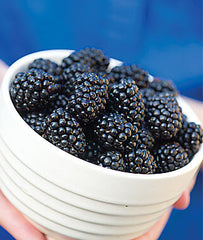 Blackberry, Osage - Seedsplant
