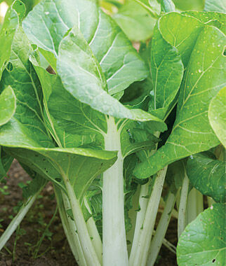 Chinese Cabbage Pak Choi White Choi