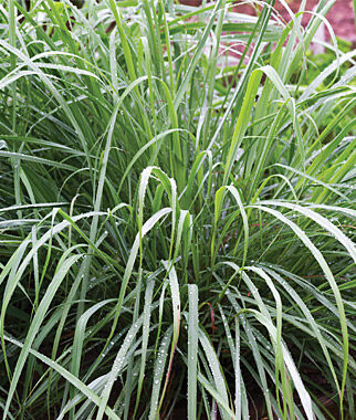 Herb Lemongrass