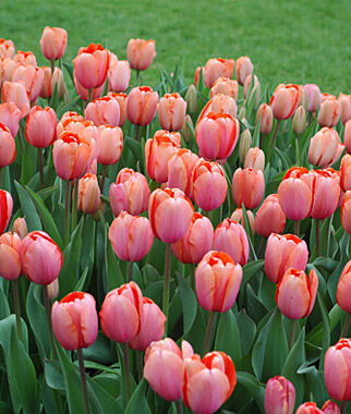 Tulip Apricona