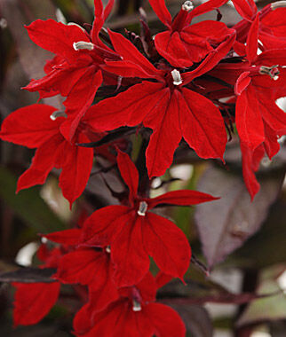 Lobelia Vulcan Red