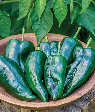Pepper, Hot, Big Boss Man Hybrid - Plants Seeds