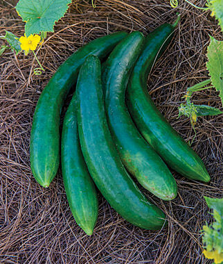 Cucumber, Summer Dance Hybrid - Plants Seeds