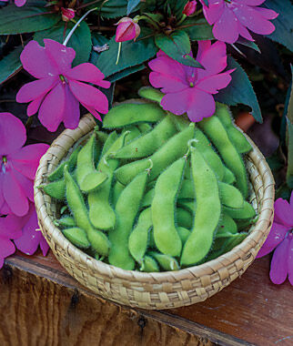Bean Soy Chiba Green Organic Seed