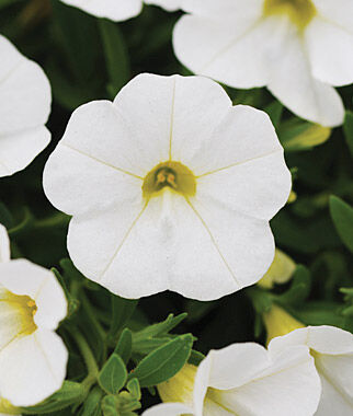 Calibrachoa, Kabloom White Hybrid - Plants Seeds