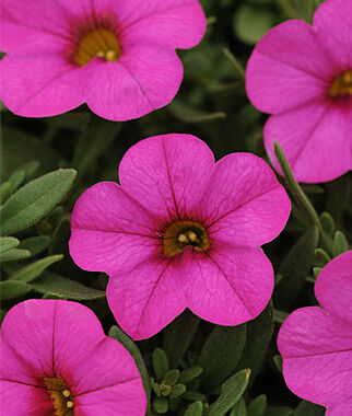 million bell flower seeds Kabloom® White Calibrachoa Seeds