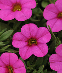 Calibrachoa, Kabloom Deep Pink Hybrid - Plants Seeds