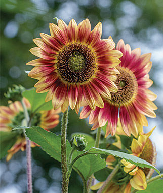 Sunflower, Candy Mountain Hybrid - Plants Seeds