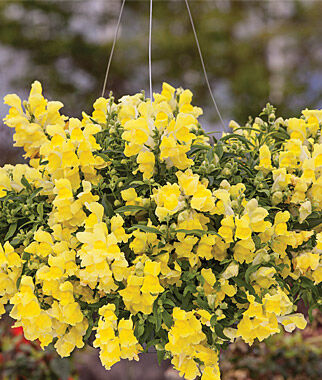 Snapdragon, Candy Showers Yellow Hybrid - Plants Seeds