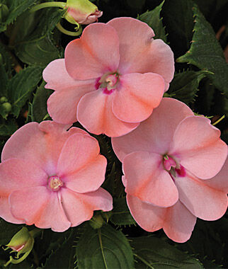 Impatiens, SunPatiens Blush Pink - Plants Seeds