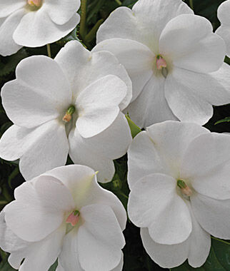 Impatiens, SunPatiens White - Plants Seeds