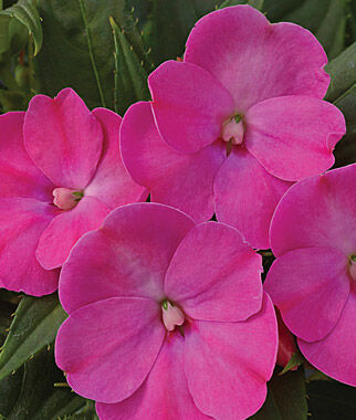 Impatiens, SunPatiens Lilac - Plants Seeds