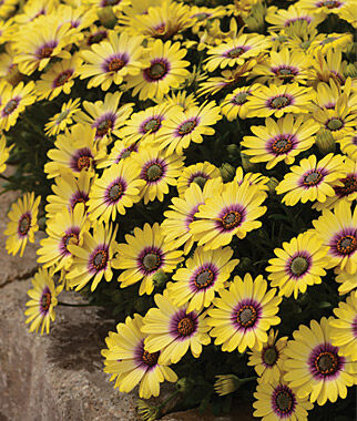 Osteospermum, Blue Eyed Beauty - Plants Seeds