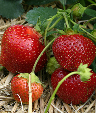 Strawberry, Galletta - Plants Seeds