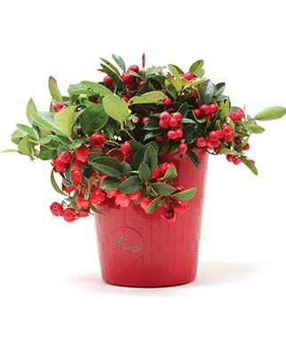 Herb, Wintergreen with Decorative Pot - Plants Seeds
