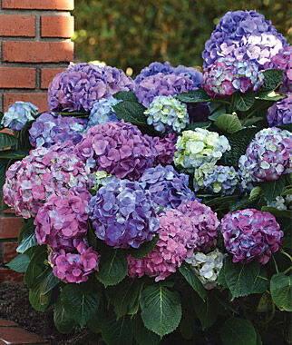 Hydrangea macrophylla, LA Dreamin PPAF - Plants Seeds