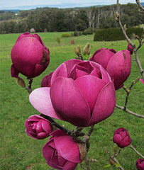 Magnolia, Black Tulip - Seedsplant