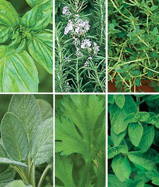Essential Herb Garden