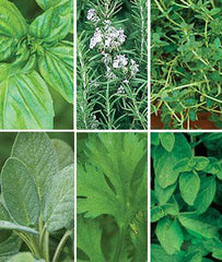 Essential Herb Garden - Plants Seeds