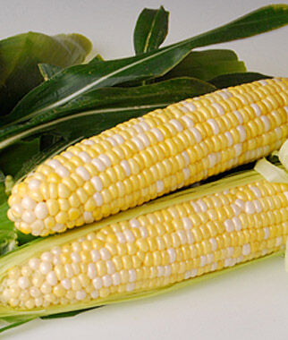 Corn, Sweetness Hybrid - Plants Seeds