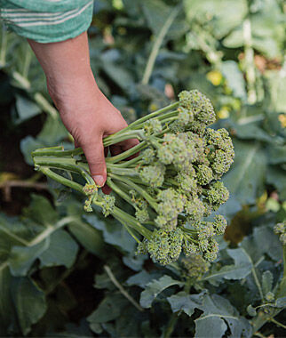 Broccoli, Royal Tenderette Hybrid - Seedsplant