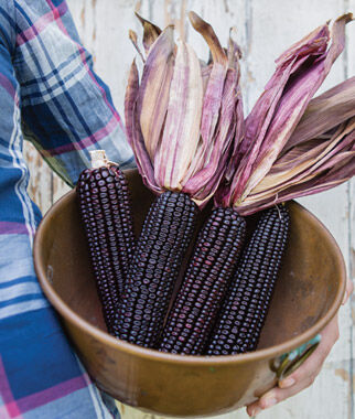 Corn, Full Season Suntava Purple Hybrid - Plants Seeds