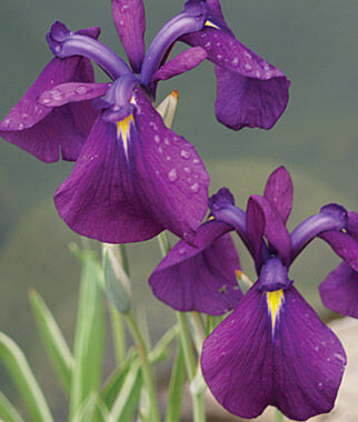 Iris ensata, Variegata - Seedsplant