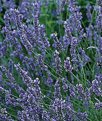 Lavender, Grosso - Seedsplant