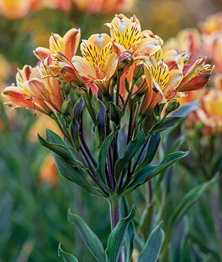 global flower seeds Global Selling Alstroemeria Summer Breeze alstroemeria seeds for planting