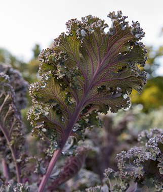 Kale, Scarlet - Plants Seeds