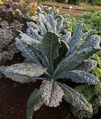 Kale, Black Magic - Plants Seeds