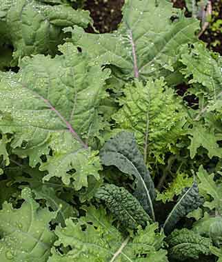 Kale, Kale Storm Blend - Plants Seeds