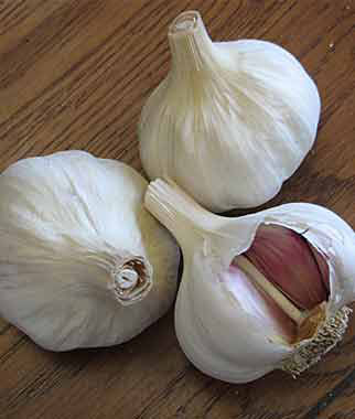 Garlic Spanish Benitee