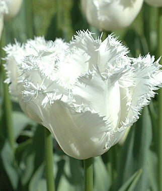 Tulip, Honeymoon - Plants Seeds