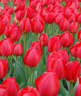 Tulip, Oxford - Plants Seeds