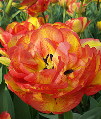 Tulip, Sundowner - Plants Seeds