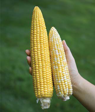 Corn Jaws Hybrid